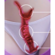 New Vagina Uterus  + $30.00 